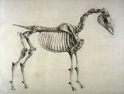Second of Two Plates for the First Anatomical Table of the Skeleton of a Horse George Stubbs